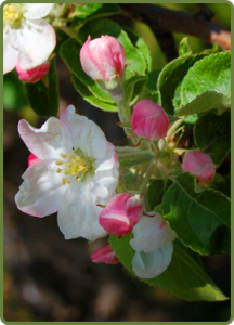 Apple Blossoms